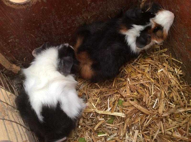 Female Abyssinian Guinea Pigs