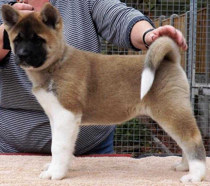 Female American Akita