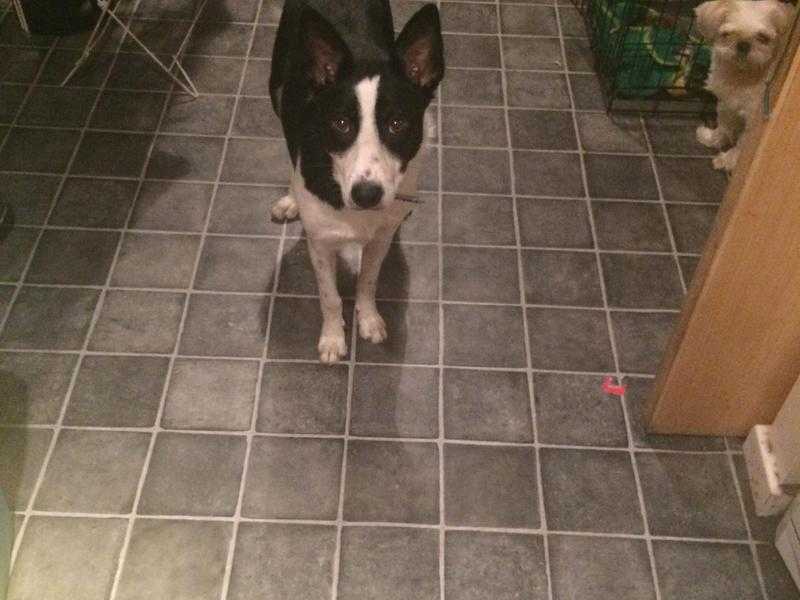 Female Border Collie 8months old