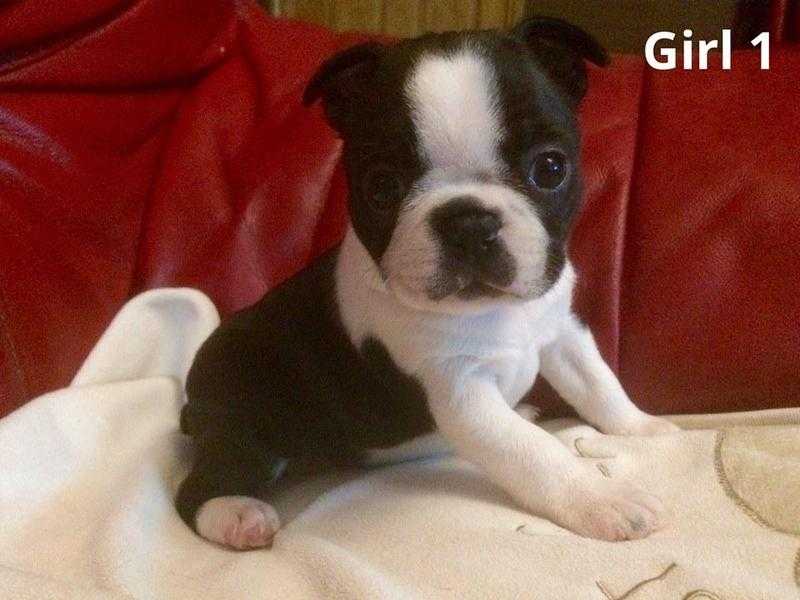 female boston terrier puppies