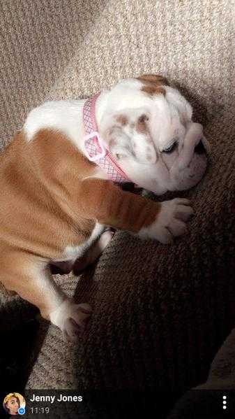 Female british bulldog pup