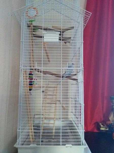 Female budgie and very large cage
