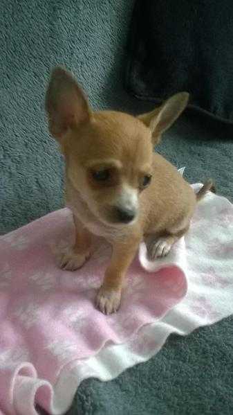 female Chihuahua puppy ready to go now