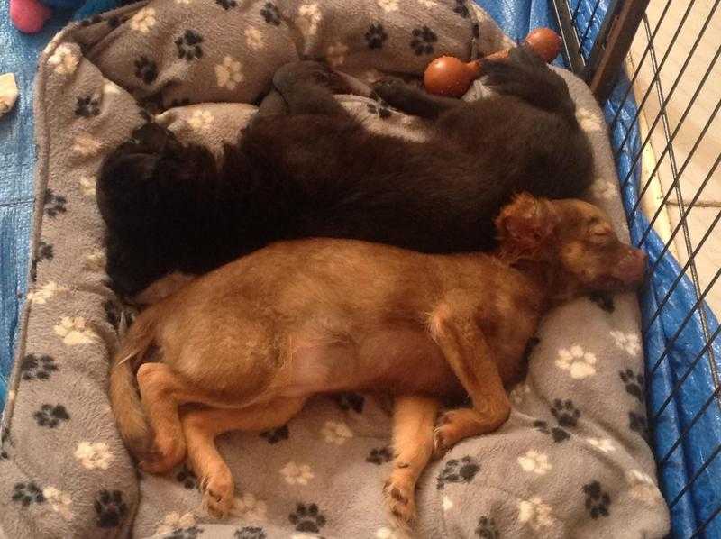 Female Chocolate amp Male Black Long Fur Chihuahua Puppies