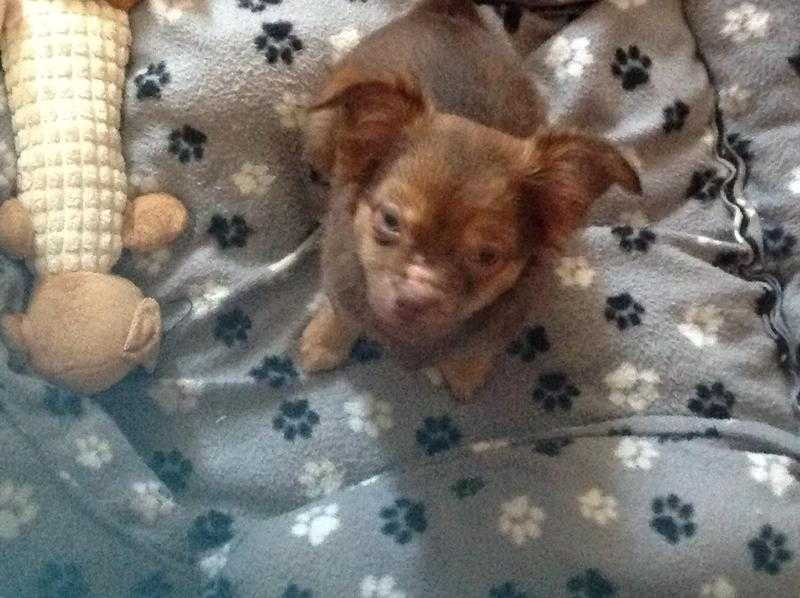 Female Chocolate Long Fur Chihuahua Puppy for Sale