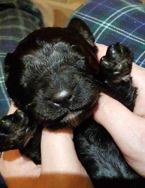 Female cockapoo puppy