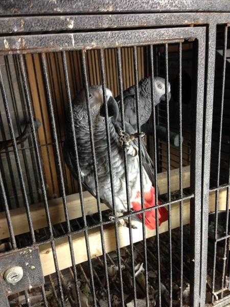 Female Congo African Grey For Sale