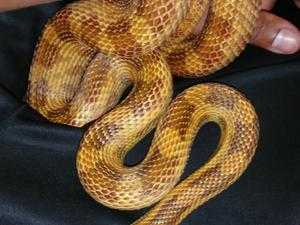 Female corn snake with vivarium