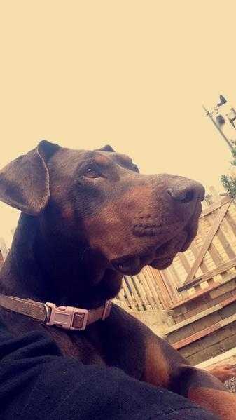 Female dobermann