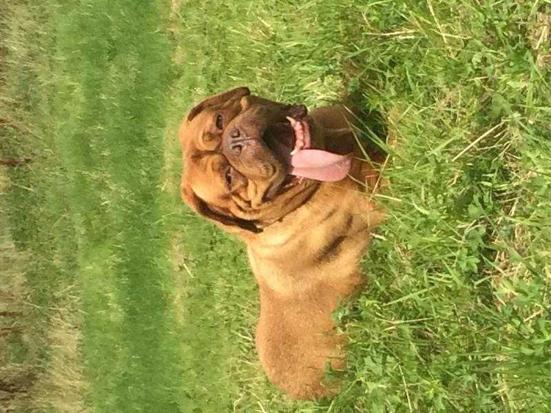 Female Dogue de Bordeaux kc reg