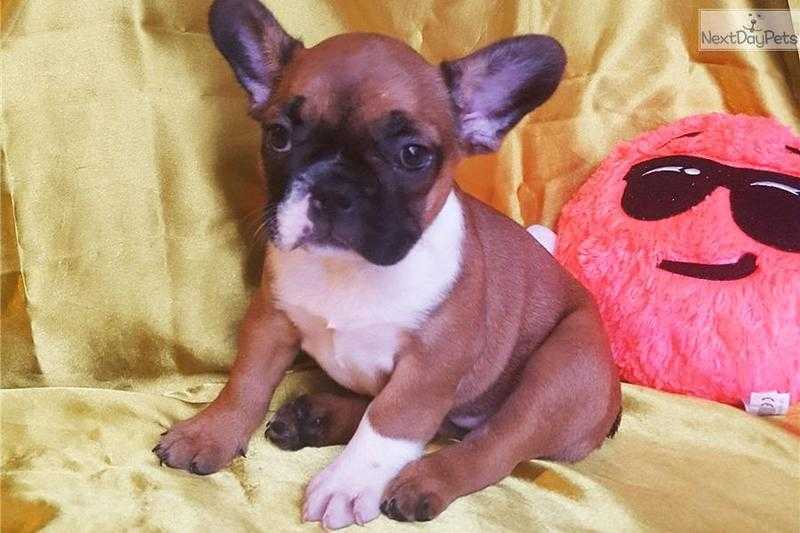 Female French Bulldog