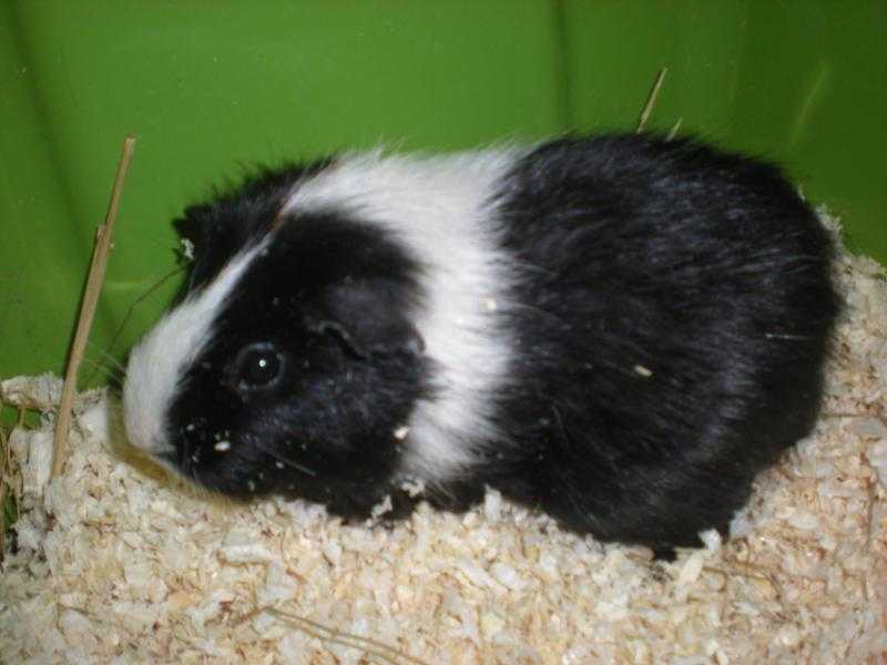 Female guinea pig