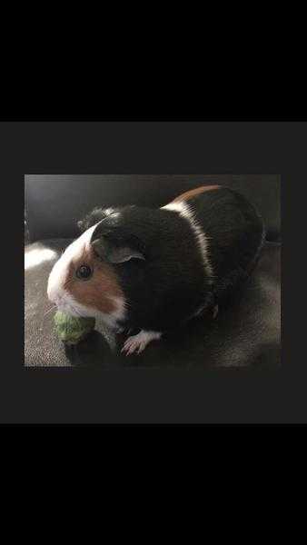 Female guinea pig