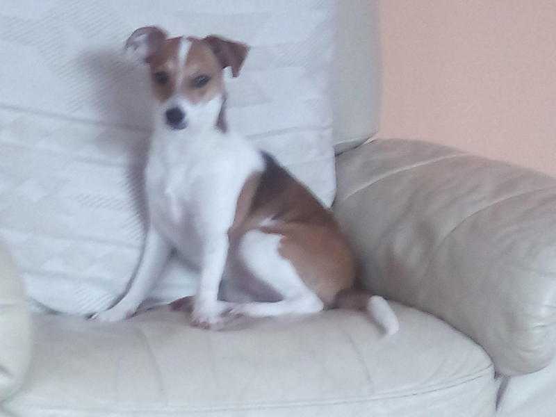 Female jack russell for free