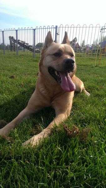 Female Japanese Akita