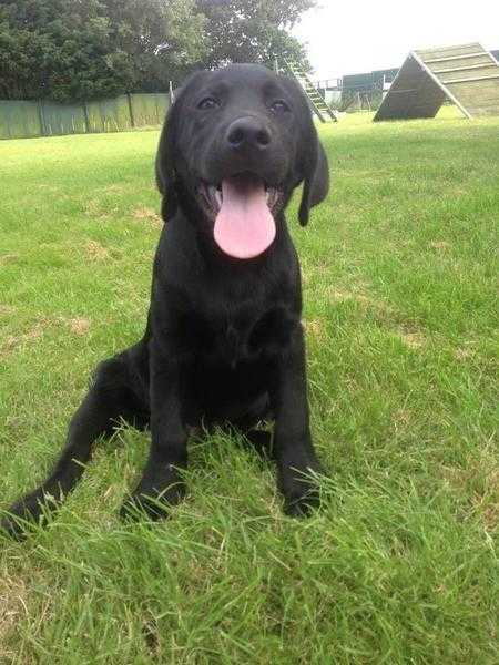 Female Labrador for sale