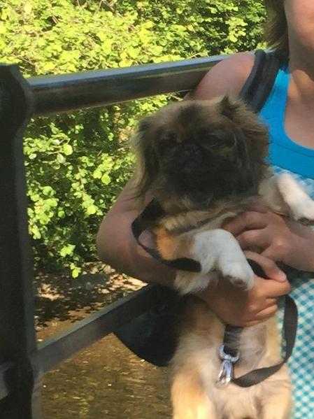 Female pekingese for sale