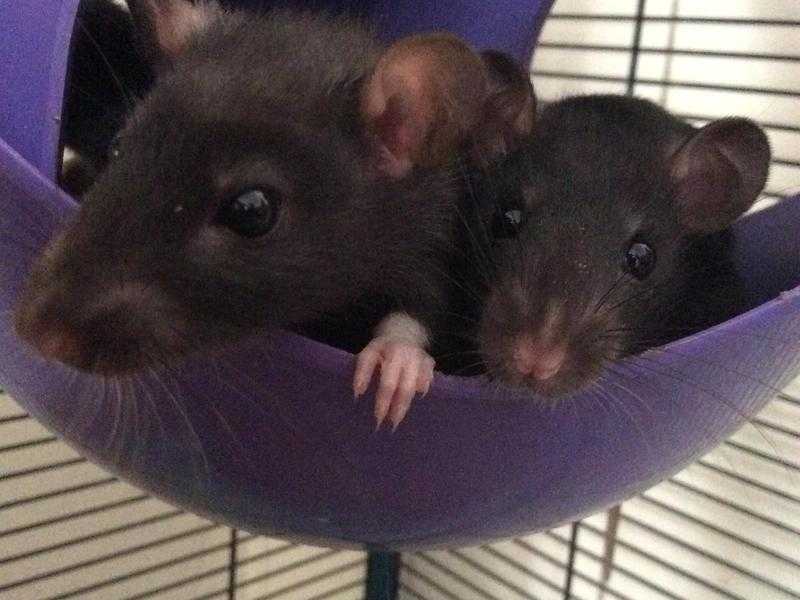 Female Rats (NEARLY GONE)