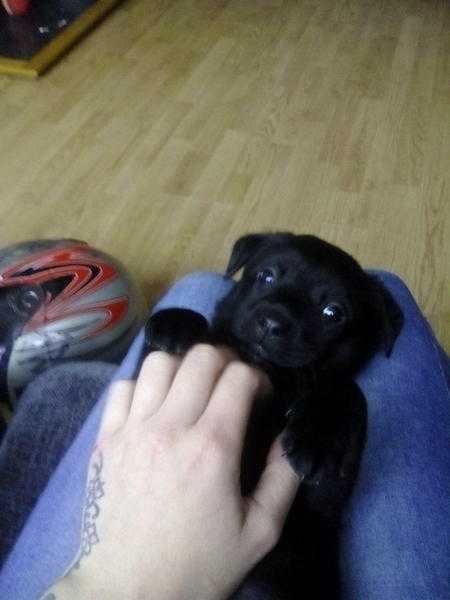 Female Rottweiler X Labrador