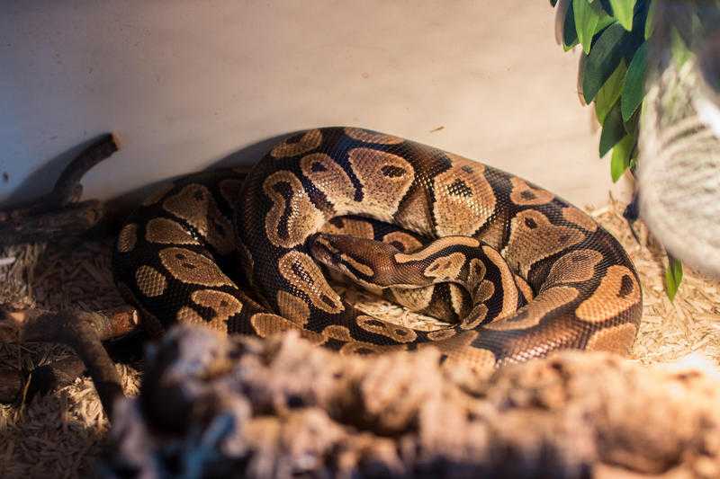 Female RoyalBall Python  full setup