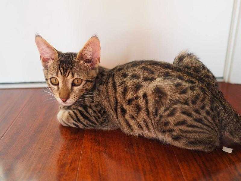 Female Savannah Kitten For Sale