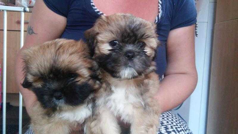 female shih tzu Puppies ready now