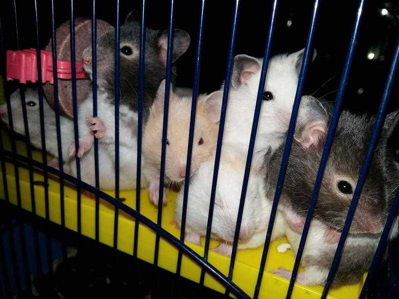 Female Syrian baby hamsters