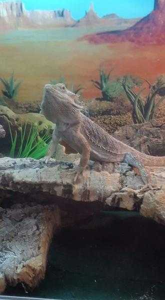 Female year old bearded dragon and full set up.