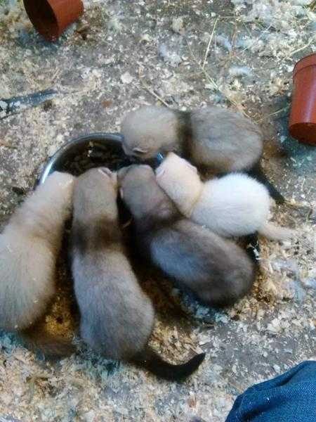 Ferret kits for sale