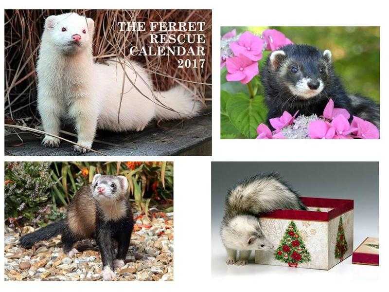 FERRET RESCUE CALENDAR 2017