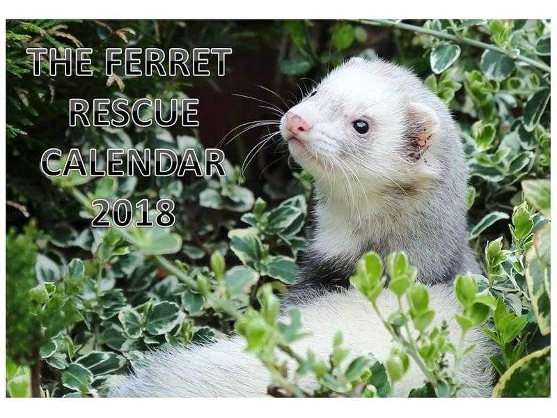 Ferret Rescue Calendar 2018 - Proceeds to help ferrets in need