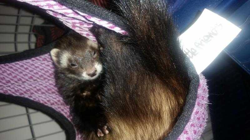 Ferret wanted