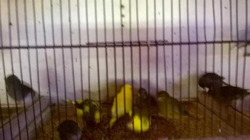 Fife Canaries For Sale