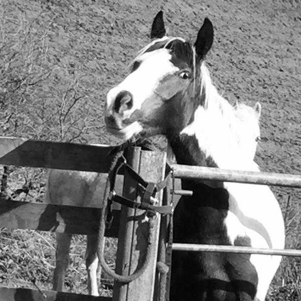 Fine cob cross for long term loan