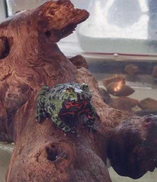 Firebellied Toads (Bombina orientalis)  Exo Terra terrarium