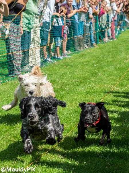 Firle Place Dog Festival