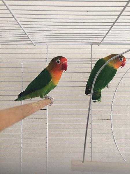 Fischer love birds and cage