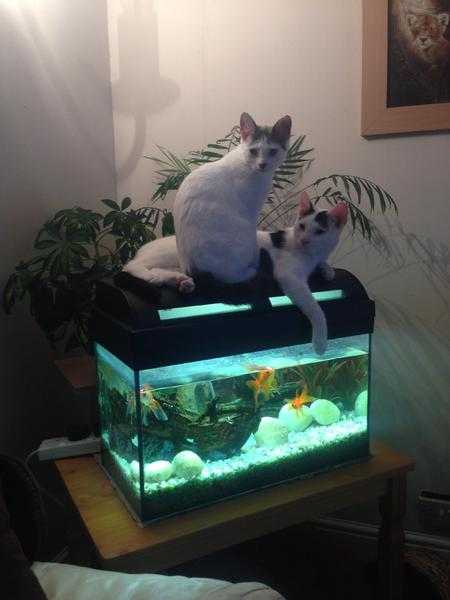 Fish tank