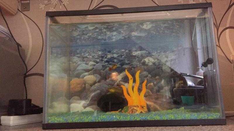 Fish tank