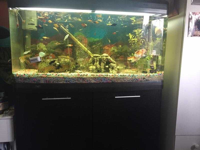 fish tank, accessories and fish