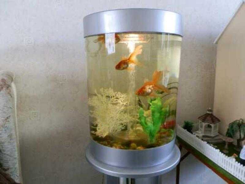 Fish Tank and Stand