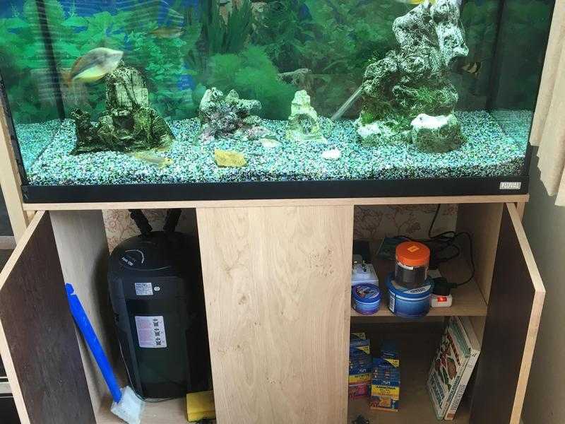 Fish Tank full set up with 4 fish