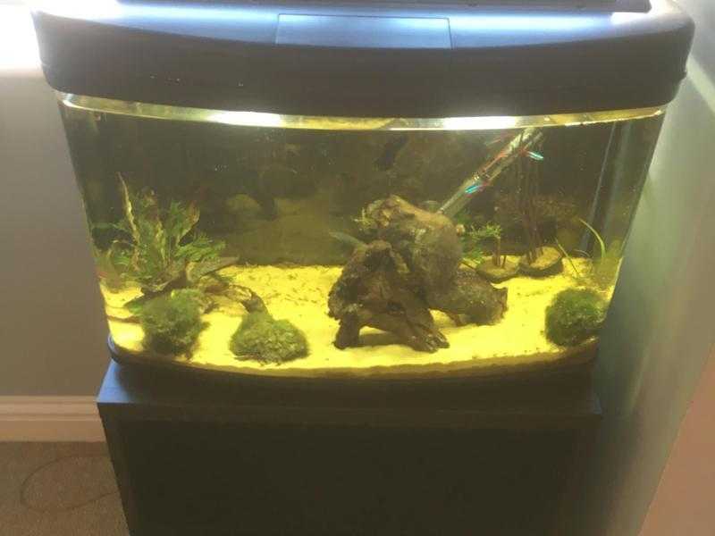 Fish Tank (Interpret Fish Pod 64)  Fish, food and accessories