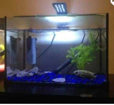 FISH TANK SET UP