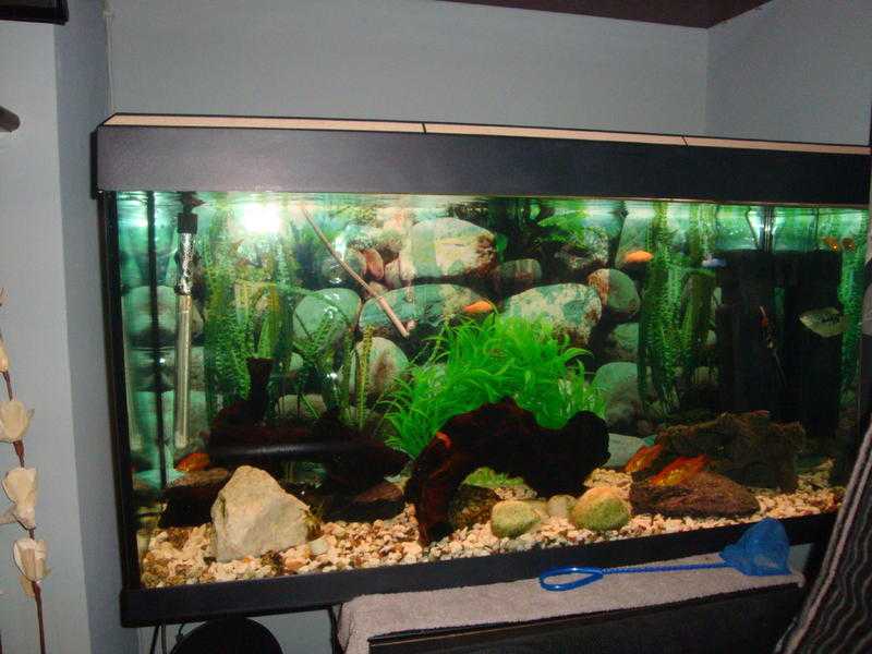 FISHTANK FOR SALE