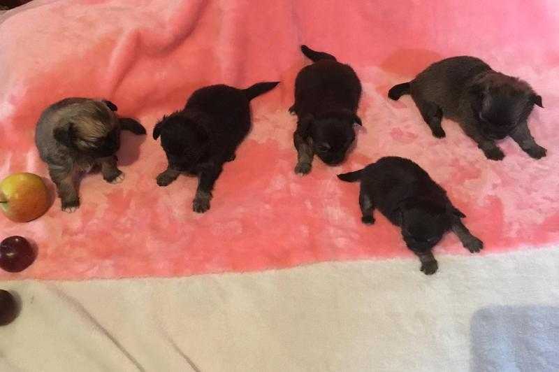 Five adorable Chihuahua puppies