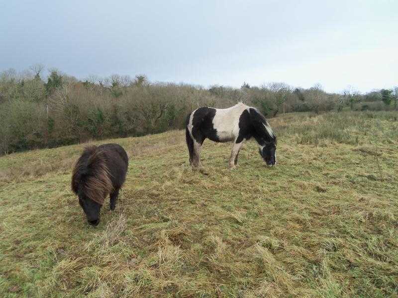 Five Star Home Wanted For Shetland Stallion Pony