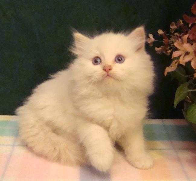 Flame Point Cream Pure Bred Ragdoll Kittens