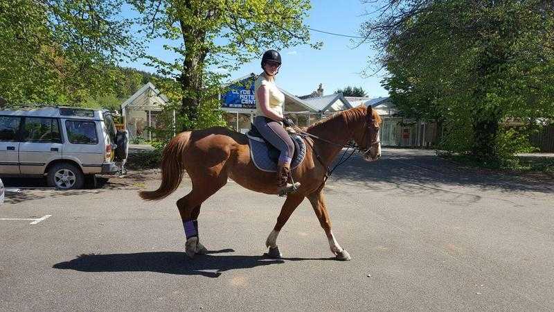 Flashy 16hh chestnut ISH mare FOR SALE