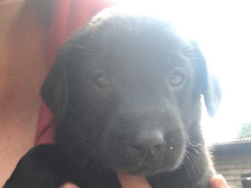 Flat coated retriever x Labrador puppies